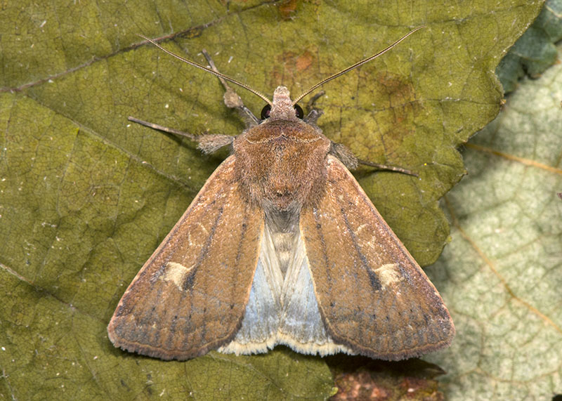 Xestia (Xestia) xanthographa